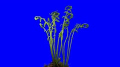Phototropism effect in unrolling fern frond 7x2 in Animation format with ALPHA transparency channel isolated on blue chroma keyed background. Displays the move of plant leaves and flowers to the direction of light source.