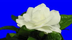 Time-lapse of opening gardenia flower 1a5 in 2K Animation format with ALPHA transparency channel isolated on blue chroma keyed background background