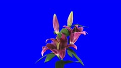 Time-lapse of growing, opening and rotating red Stargazer lily 1a4 in 4K Animation format with ALPHA transparency channel isolated on blue chroma keyed background
