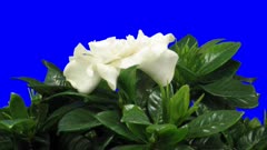 Time-lapse of opening gardenia flower 5x6 in 3K Animation format with ALPHA transparency channel isolated on blue chroma keyed background