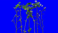 Time-lapse of growing plum, pear, red and black currant branches 14x4b in 4K Animation format with ALPHA transparency channel isolated on blue chroma keyed background