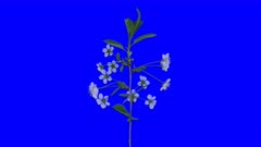 Time-lapse of blooming cherry branch 3a4 in 5K Animation format with ALPHA transparency channel isolated on blue chroma keyed background