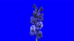 Time-lapse of opening dark blue gladiolus flower 1a4b in 5K Animation format with ALPHA transparency channel isolated on blue chroma keyed background