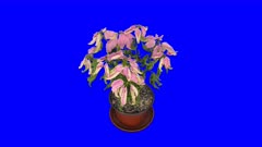 Time-lapse of dying pink Poinsettia (Princettia) Christmas flower 5a5b in 5K Animation format with ALPHA transparency channel isolated on blue chroma keyed background