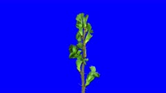 Time-lapse of opening and closing white wild rose (Rosa rubiginosa) 2a5b in 5K Animation format with ALPHA transparency channel isolated on blue chroma keyed background. Many mites can be seen on such plants.