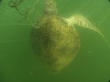 Sea Turtle Caught In Fishing Net