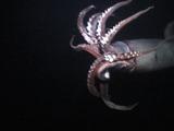 Humboldt Squid Flashes At Night