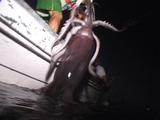 Humboldt Squid Hauled Into Boat By Fisherman