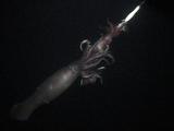 Humboldt Squid Hauled Into Boat By Fisherman