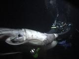Humboldt Squid Held By Diver