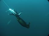 Humboldt Squid Flash, Filmed By Diver With Bait
