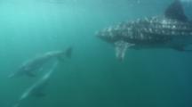 Two Dolphins Briefly Scare A Whaleshark