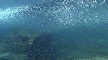 Schools Of Herring Being Hunted, The Schools Shine As They Move (Dont See The Predators)