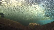 Schools Of Herring Being Hunted By Different Fish, The Schools Shine And Flash As They Avoid The Predators