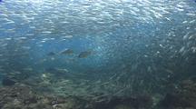 Schools Of Herring Being Hunted By Different Fish, The Schools Shine And Flash As They Avoid The Predators