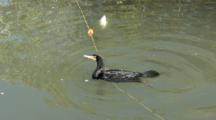 Cormorant Caught In A Net, Struggles To Escape