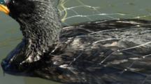 Cormorant Caught In A Net, Struggles To Escape