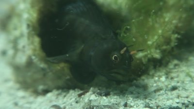 Signal Blenny display to attract female