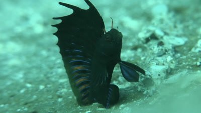 Signal Blenny display to attract female