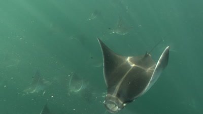 Underwater,School of mobula rays feeding on plankton