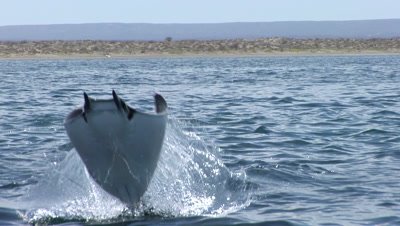 Mobula rays leaping out of the water
