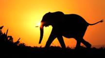 Elephant Silhouetted By Sunset 