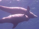 Mating Bottlenose Dolphins