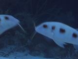 Goatfish Fighting With Barbels