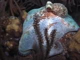 Octopus Crawls Over Reef, Changes Color