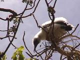 Juvenile Bird In Tree