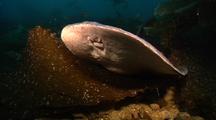 Electric Ray Hunting