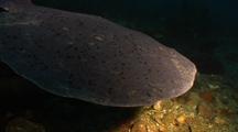 Electric Or Torpedo Ray 