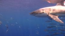 Great White Shark Passing While Divers Film