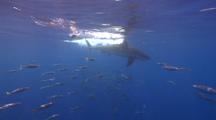 Great White Shark Passing while divers film