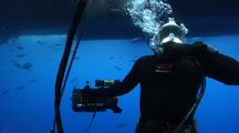Diver Filming Great White Shark