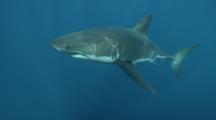 Great White Shark Swims In Blue Water