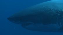 Great White Shark Swims In Blue Water,zoom in to show scars