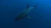 Great White Shark Swims In Blue Water