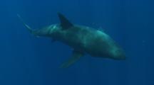 Great White Shark Swims Through Blue Water, Light Rays