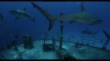 Sharks Travel Around Bahamas Wreck