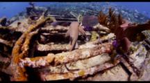 Pov Travel Over Top Of Shallow Wreck With Lemon Shark, Fish And Invertebrates