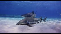 Tiger Shark And Lemon Shark With Remoras Travel Over Sandy Bottom