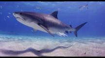 Tiger Shark And Lemon Shark With Remoras Travel Over Sandy Bottom