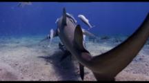 Lemon Sharks With Remoras Travel Over Sandy Bottom