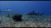 Lemon Shark With Remoras Travel Over Sea Grass Bed, Tiger Shark Passes
