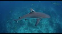 School Of Reef Sharks Gather Above Shallow Reef