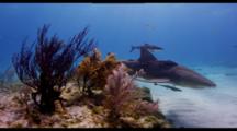 Lemon Shark Swims Along Shallow Reef