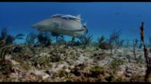 Tiger Shark And Lemon Shark With Remoras Travel Over Shallow Reef