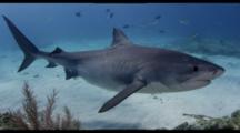 Tiger Shark Travels Over Shallow Reef Close To Camera