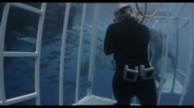 Divers Photograph Great White Sharks Through Shark Cage